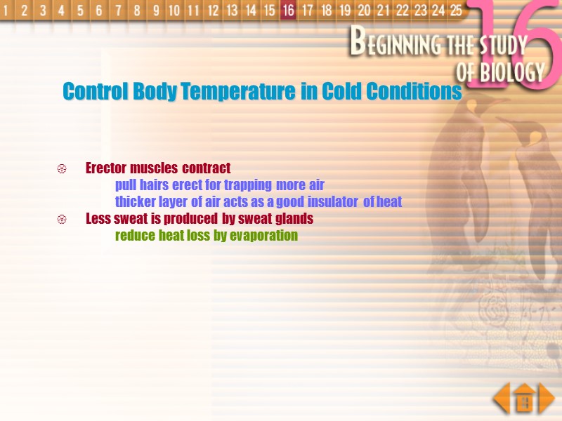 Control Body Temperature in Cold Conditions Erector muscles contract pull hairs erect for trapping